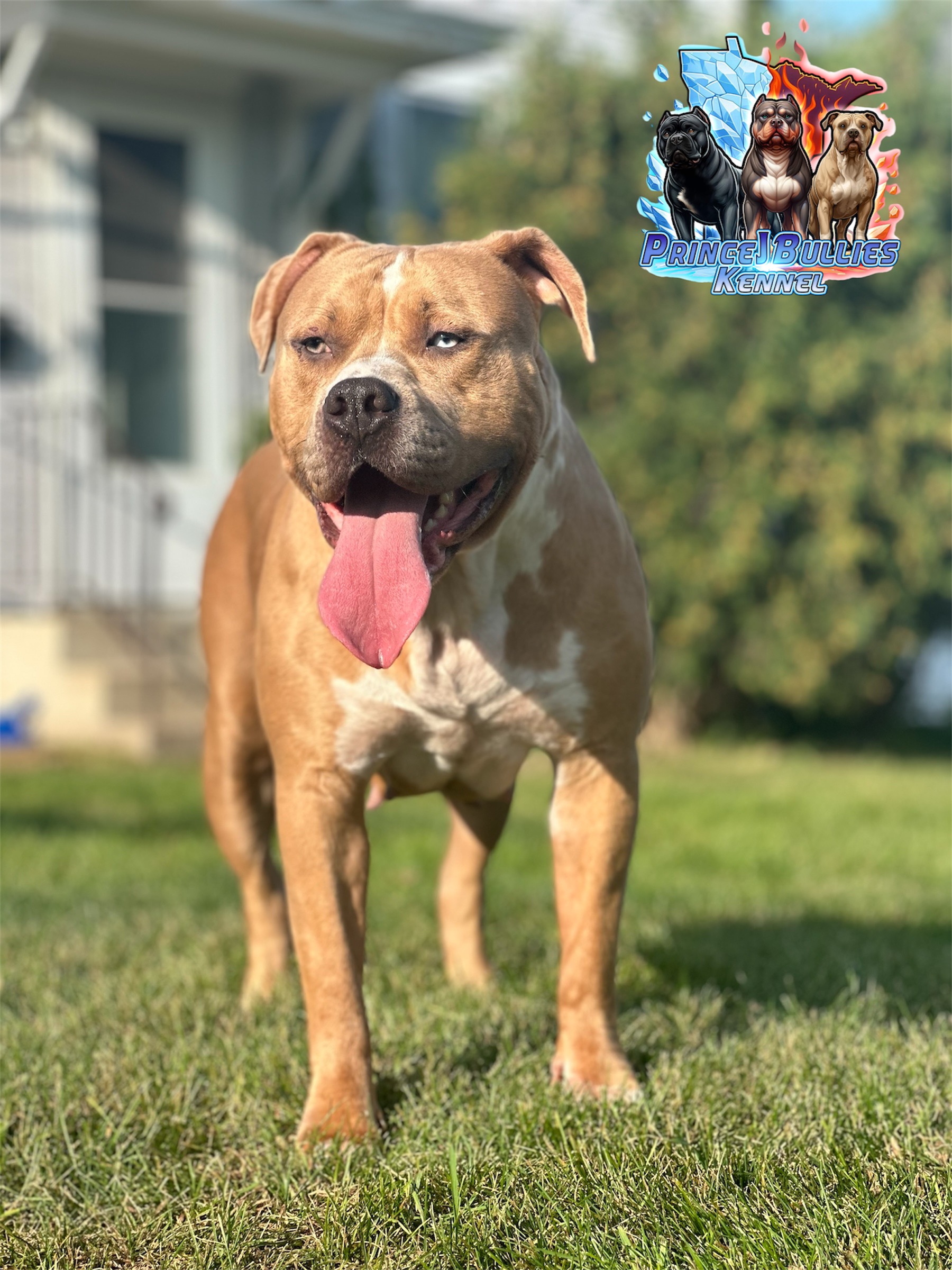 Dog Featured Image