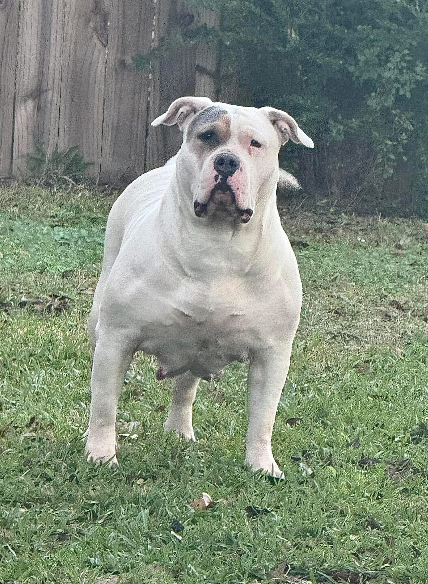 Dog Featured Image