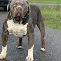 Hightreebullys Boaz