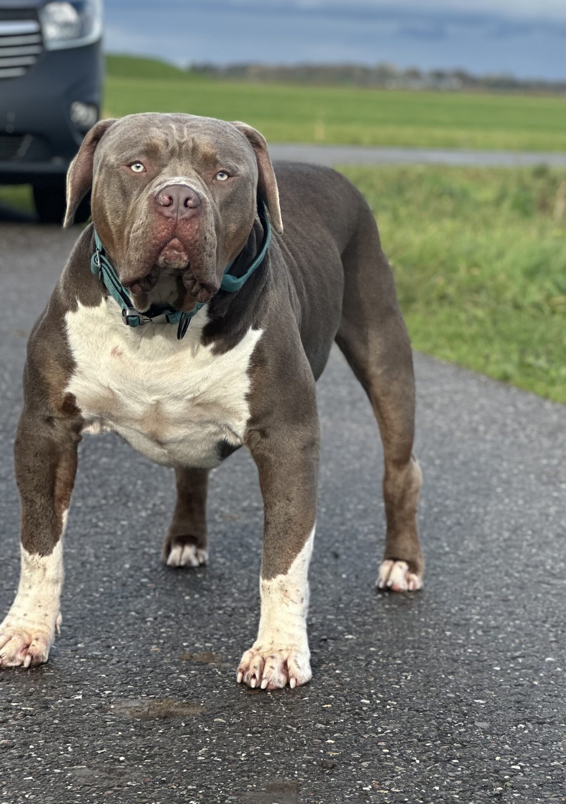 Dog Featured Image