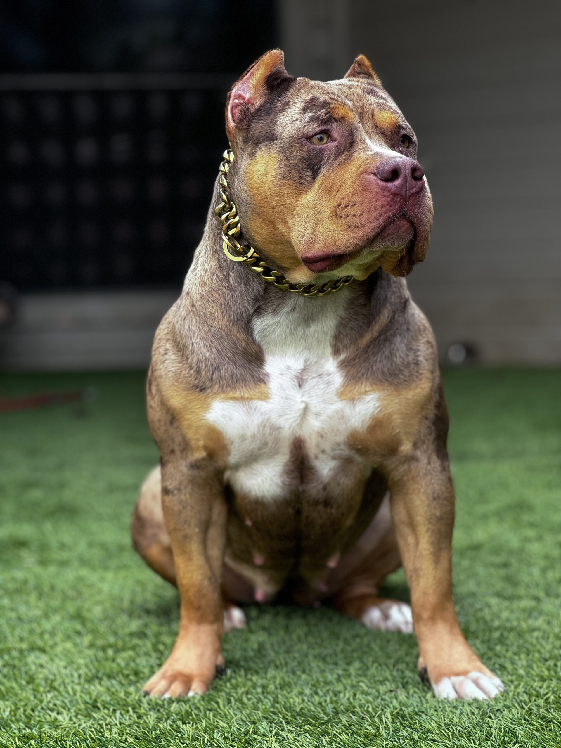 Dog Featured Image