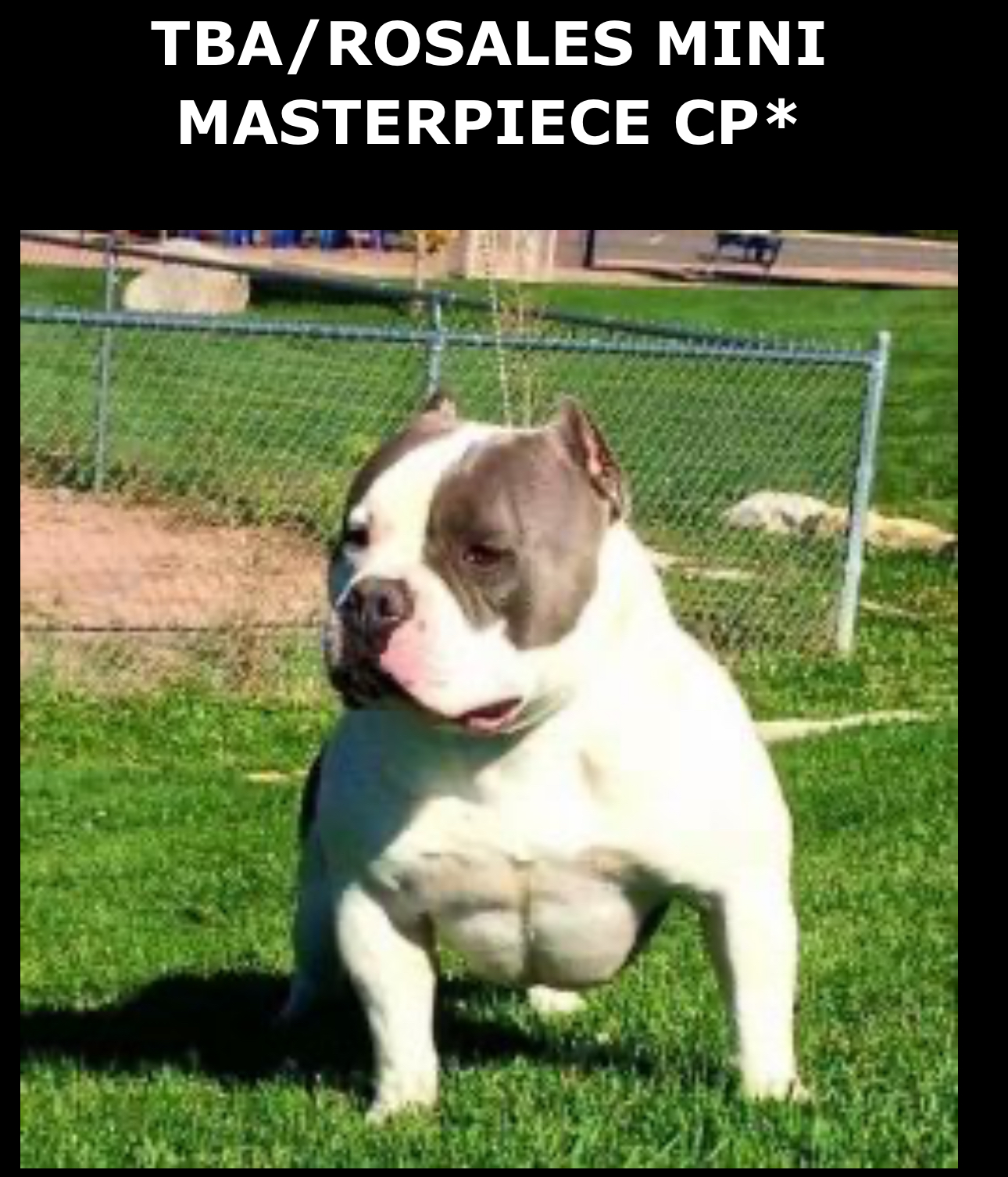 Dog Featured Image