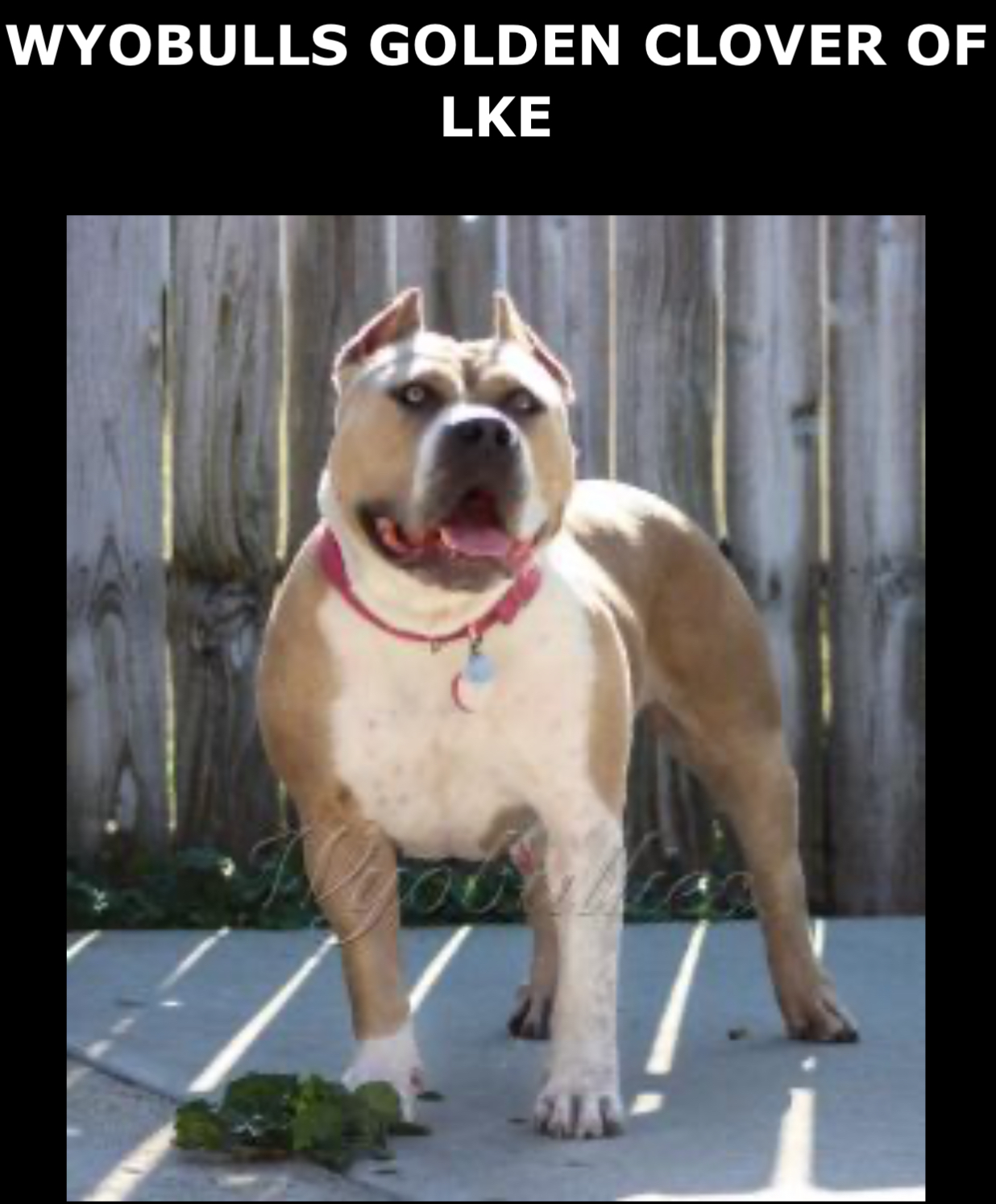Dog Featured Image