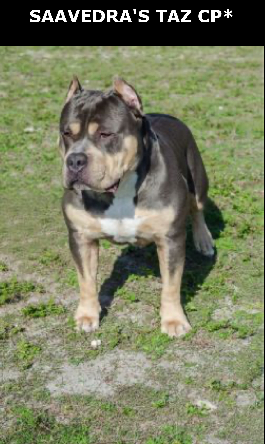 Dog Featured Image
