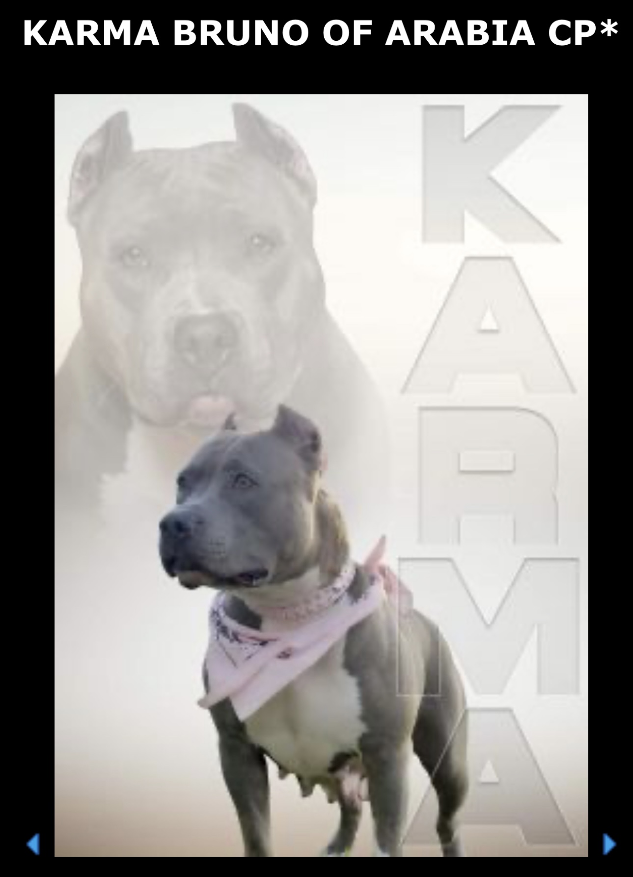 Dog Featured Image