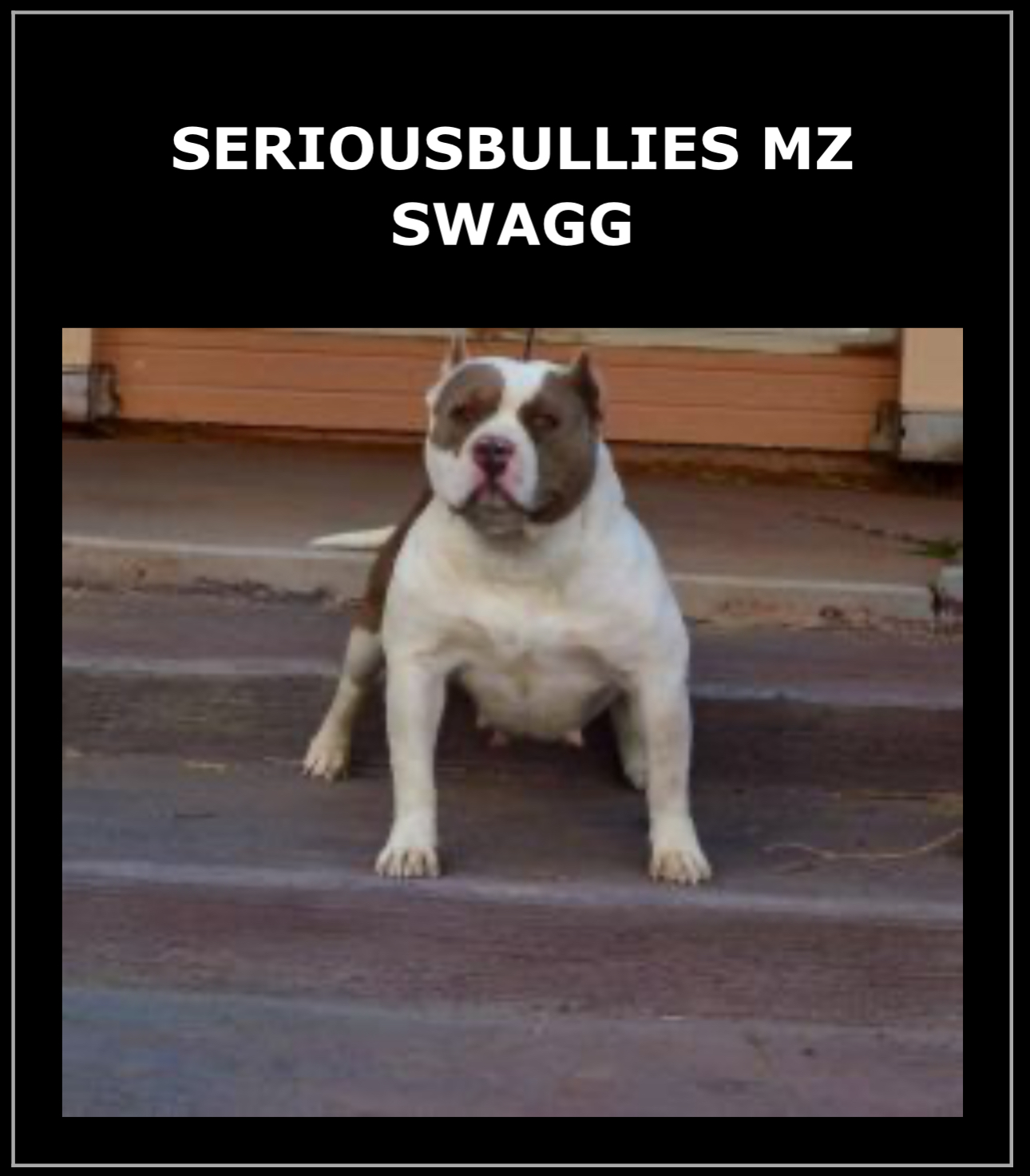 Dog Featured Image