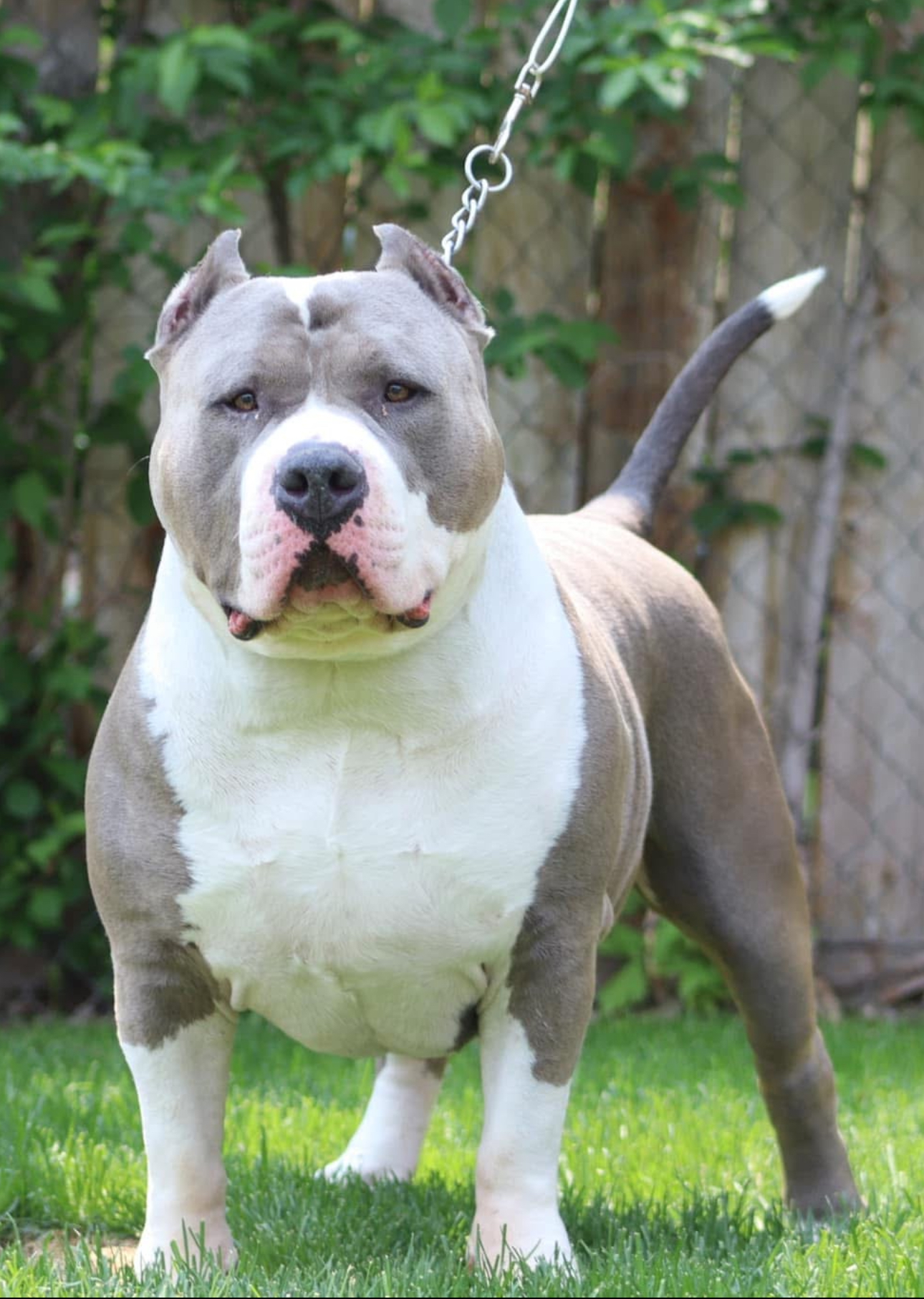 Dog Featured Image