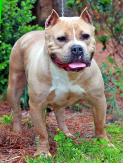 Dog Featured Image