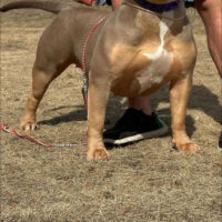Wolf River Bully’s Medusa of ICK