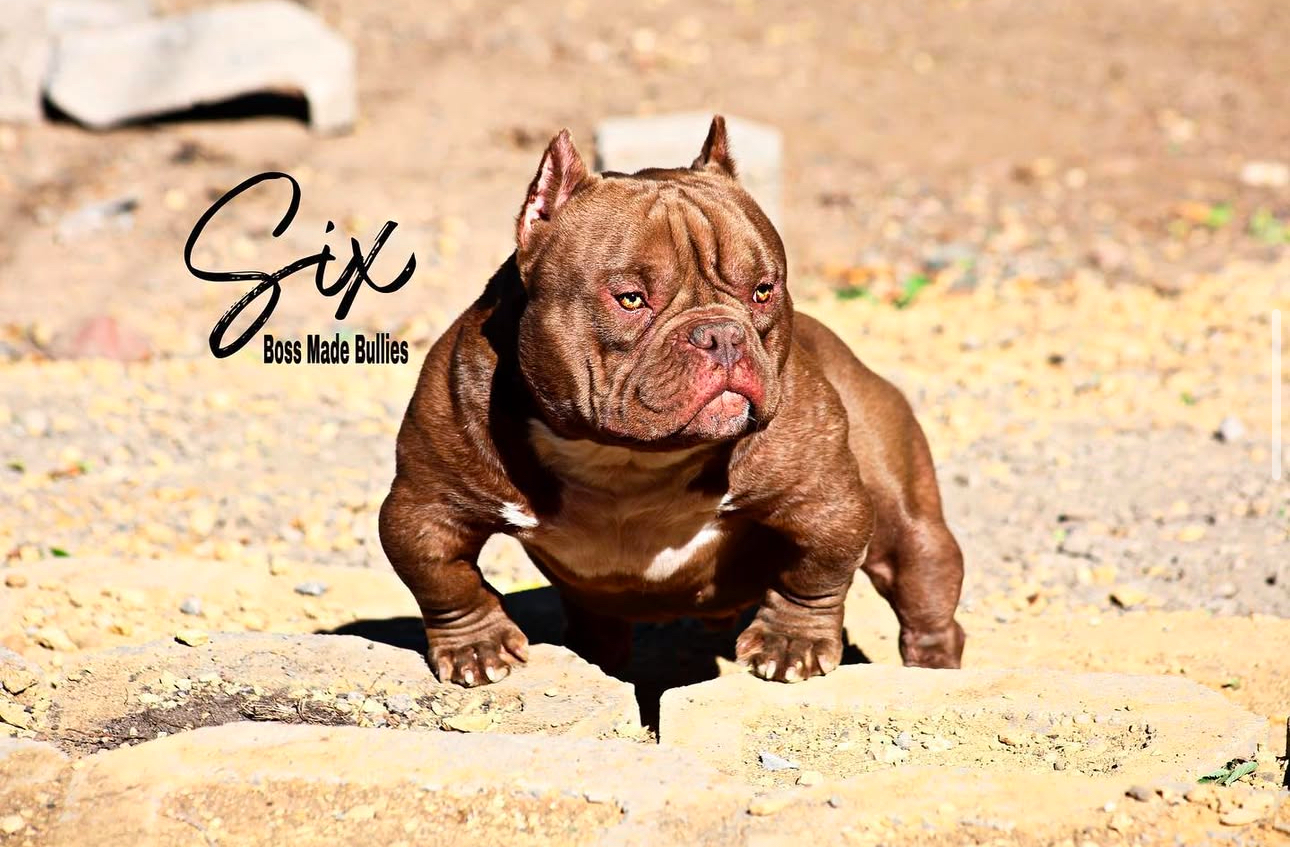 Dog Featured Image