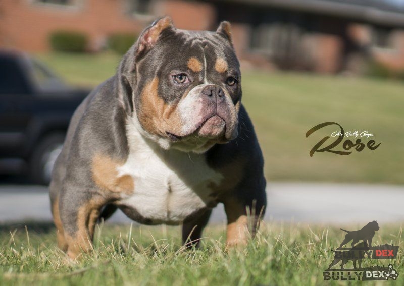 Dog Featured Image