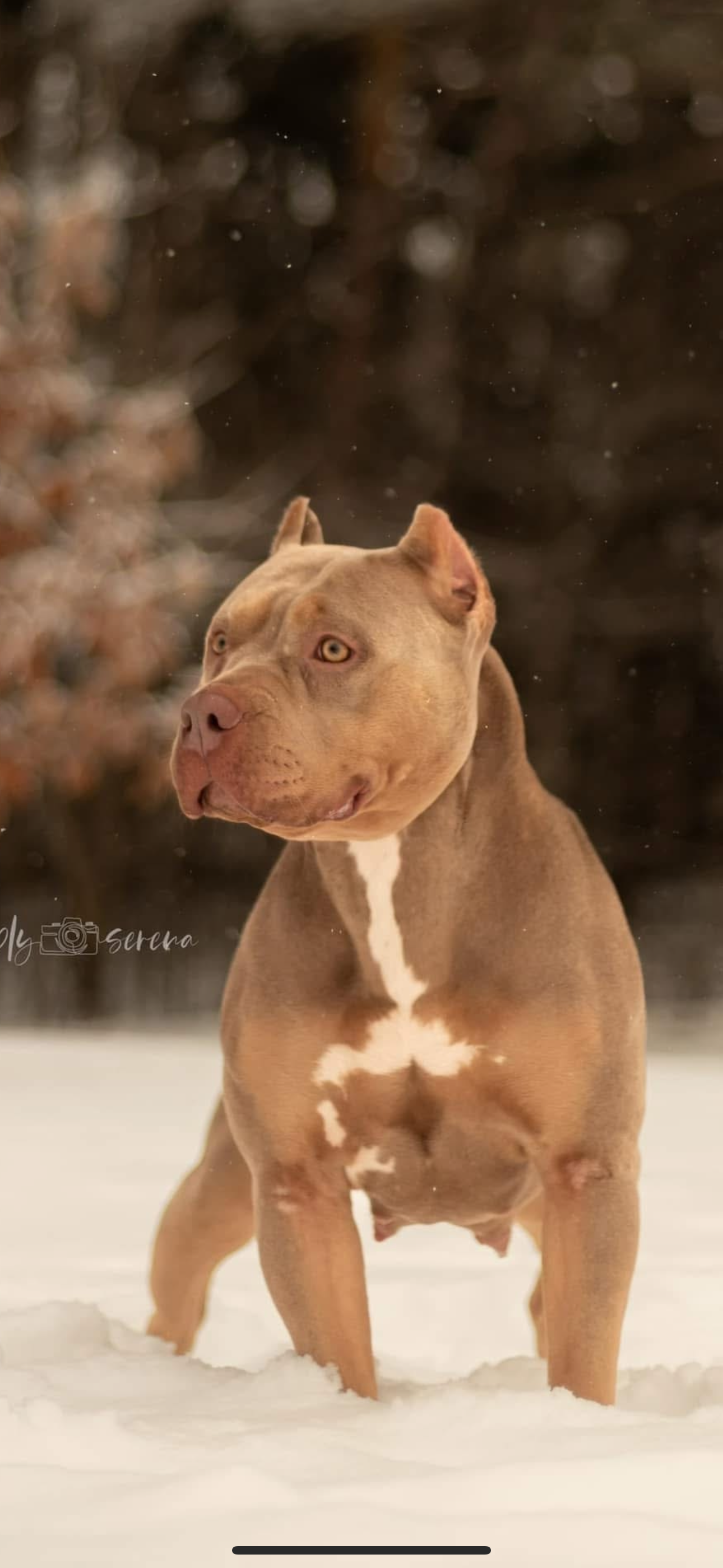 Dog Featured Image
