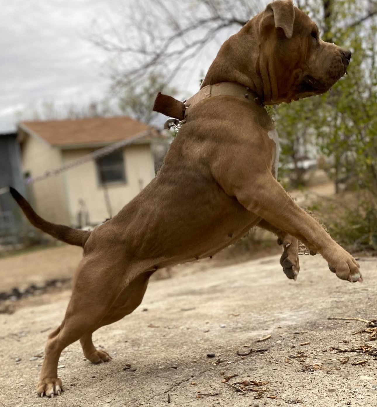 Dog Featured Image