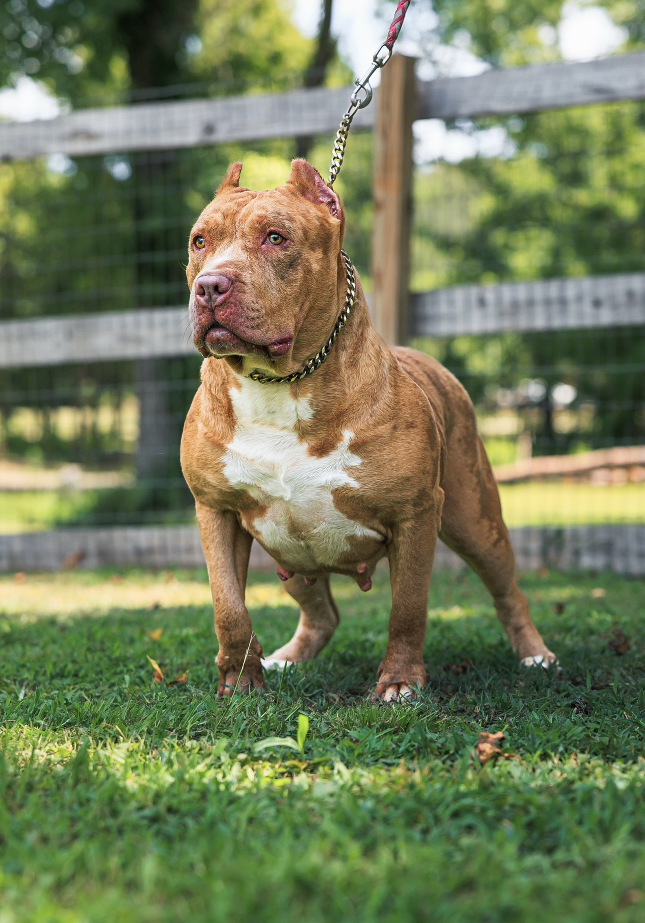 Dog Featured Image