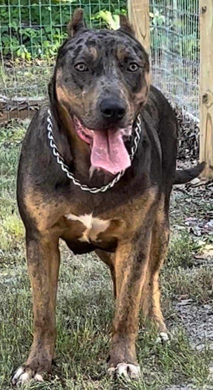 Dog Featured Image