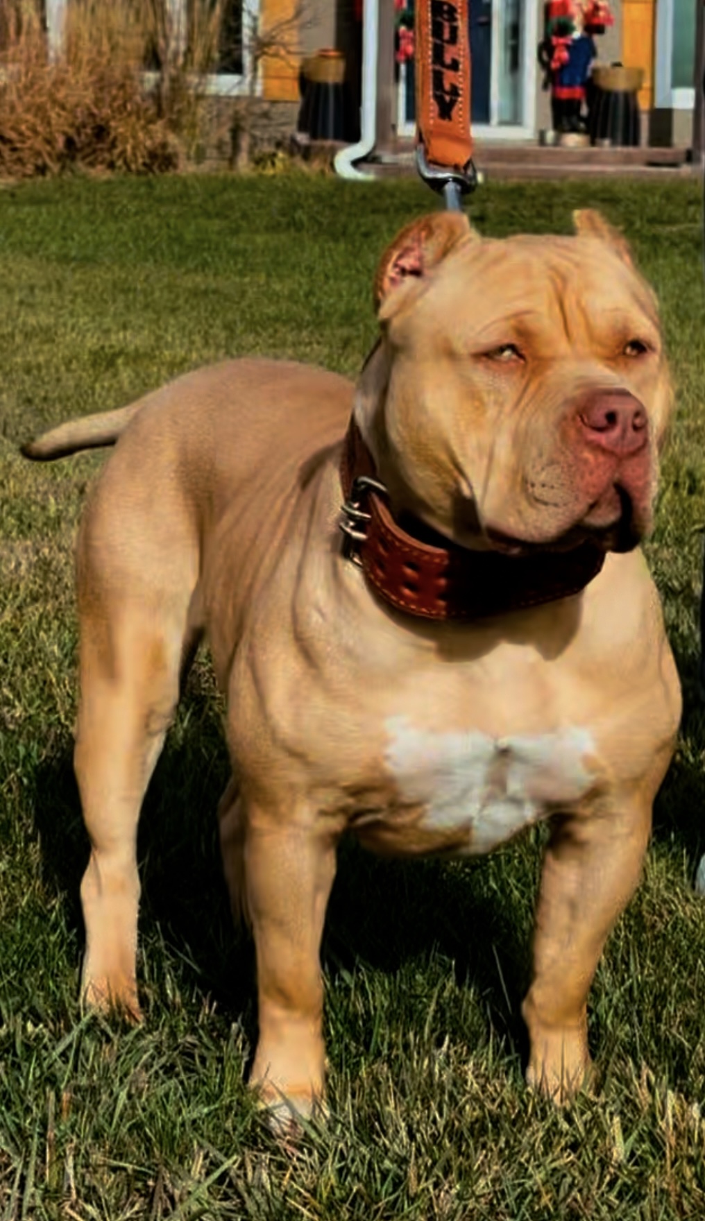 Dog Featured Image