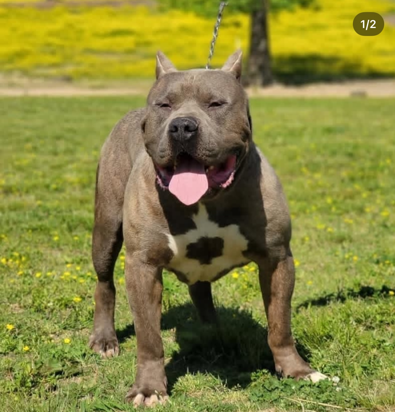 Dog Featured Image