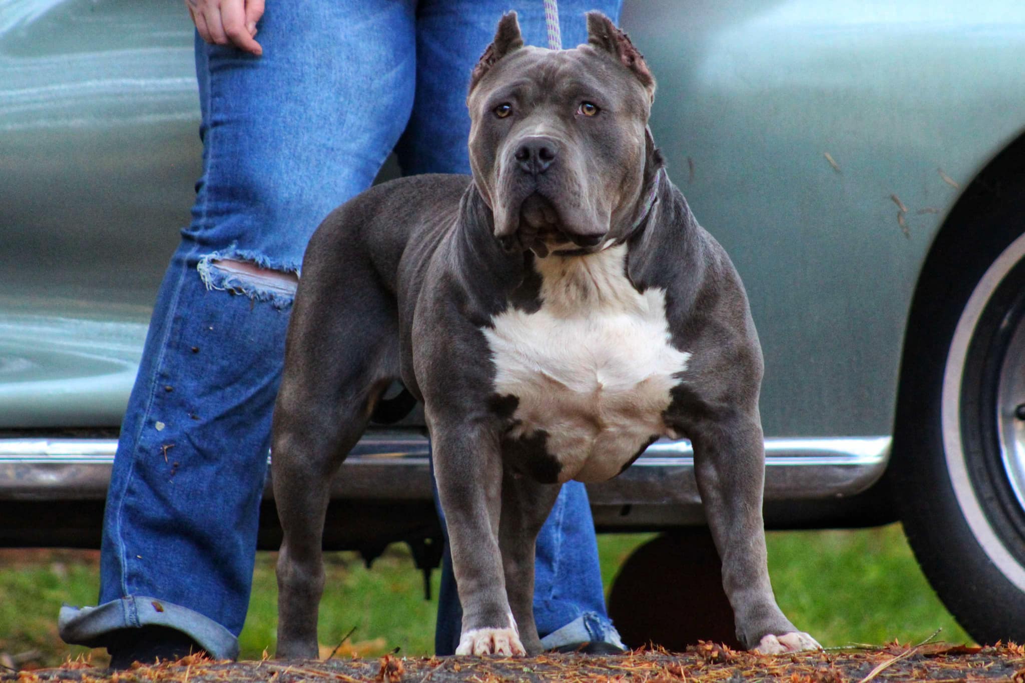 Dog Featured Image