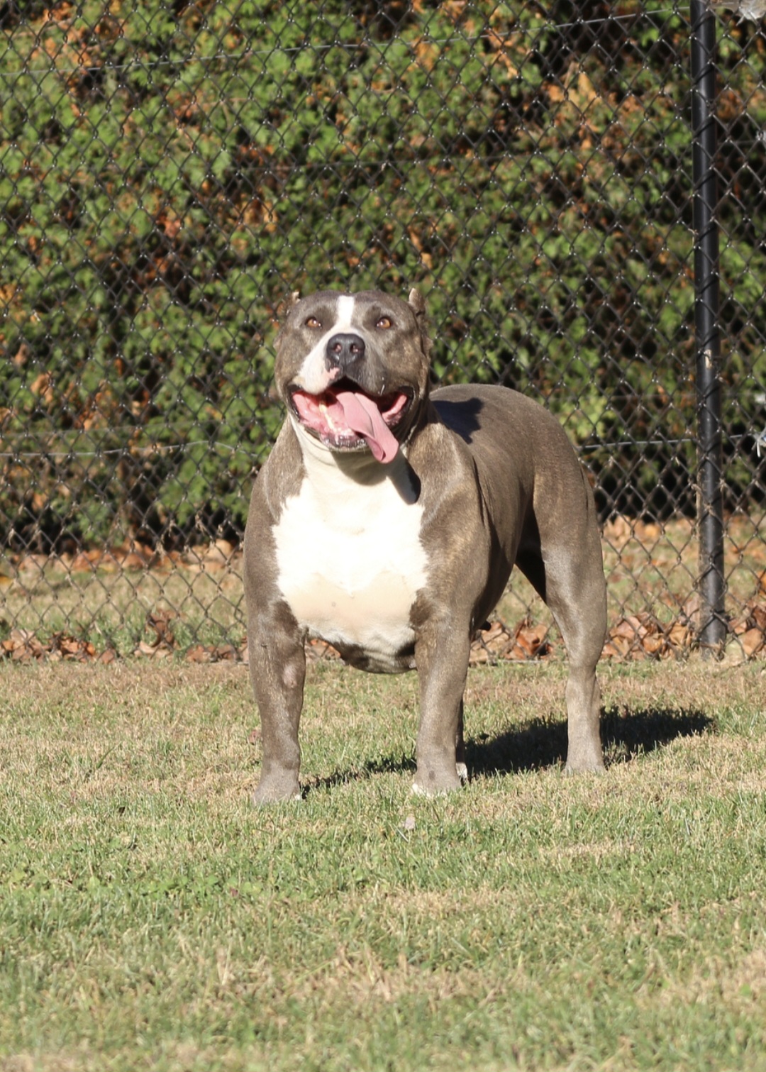 Dog Featured Image