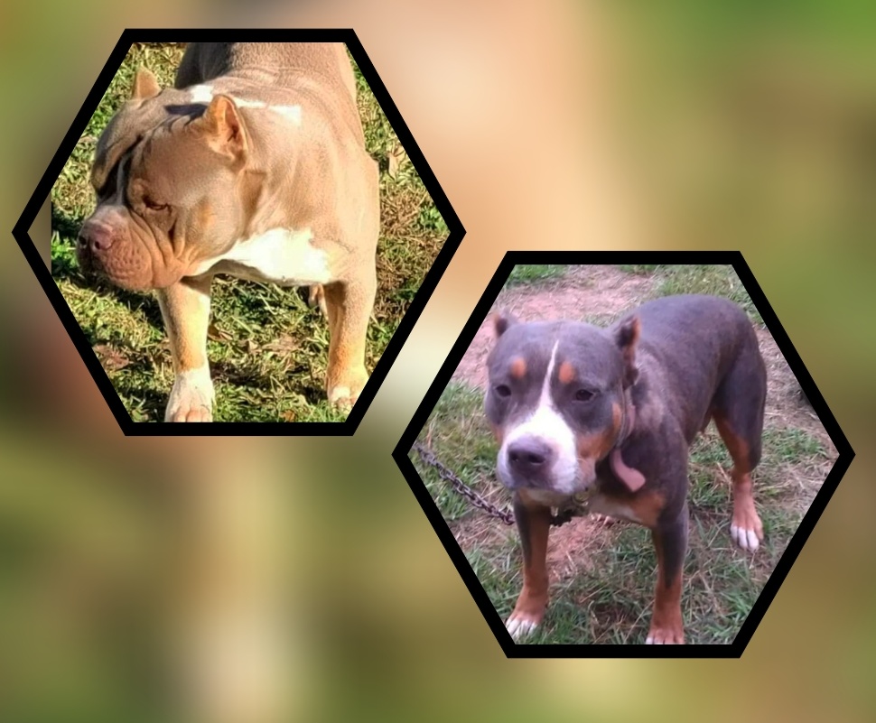 Dog Featured Image