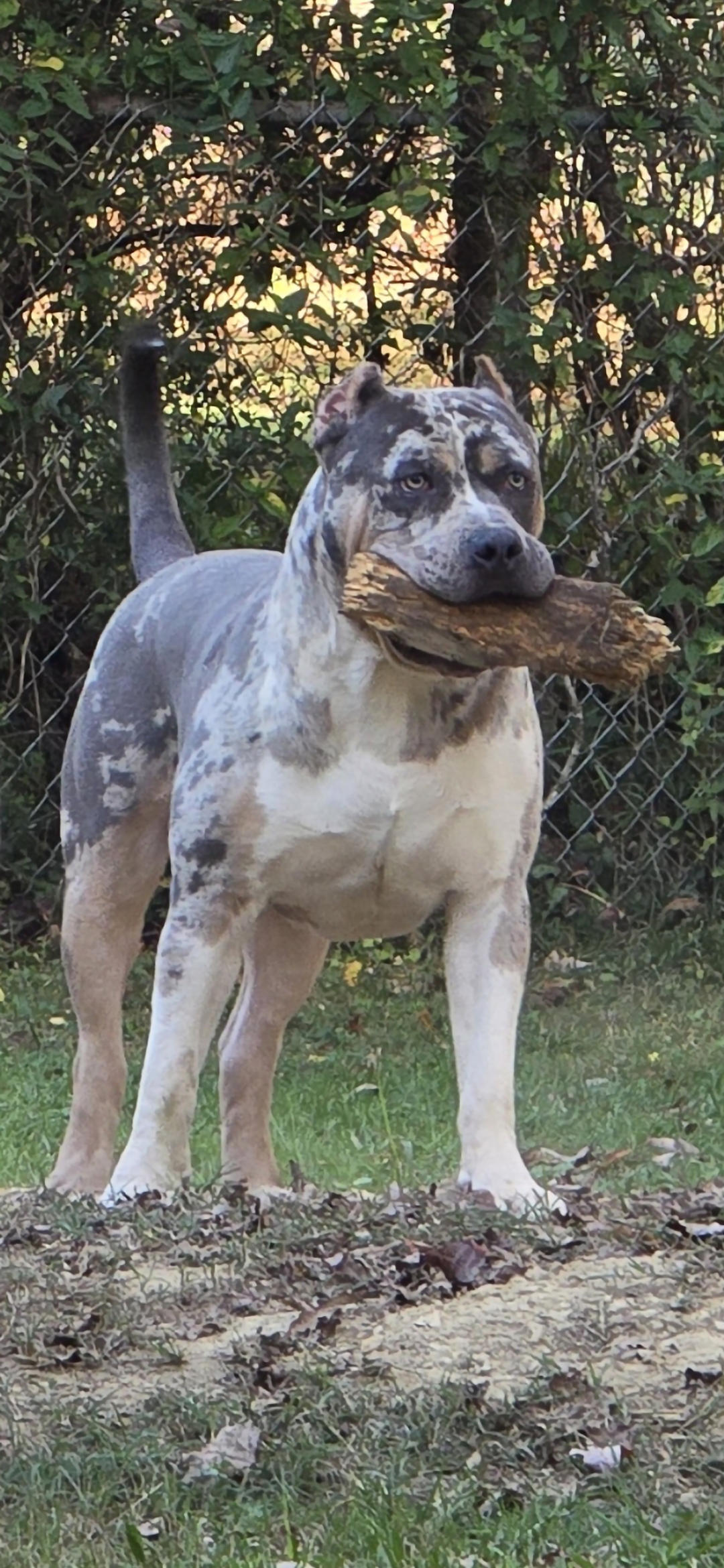 Dog Featured Image