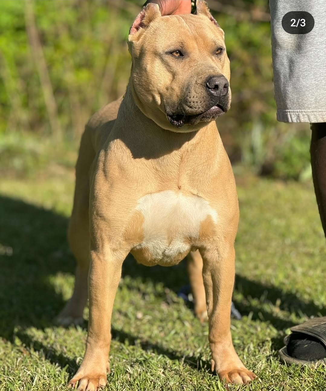 Dog Featured Image