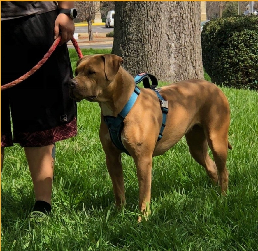 Dog Featured Image