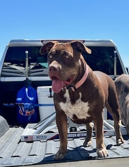 Dog Featured Image