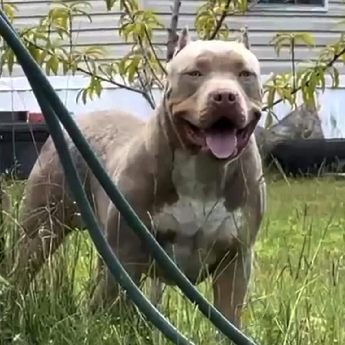 Dog Featured Image