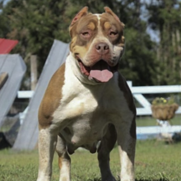 Dog Featured Image