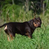 XL Cashmere’s Cocoa