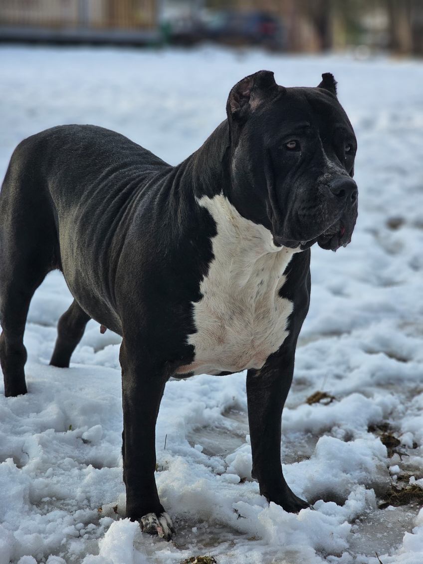 Dog Featured Image