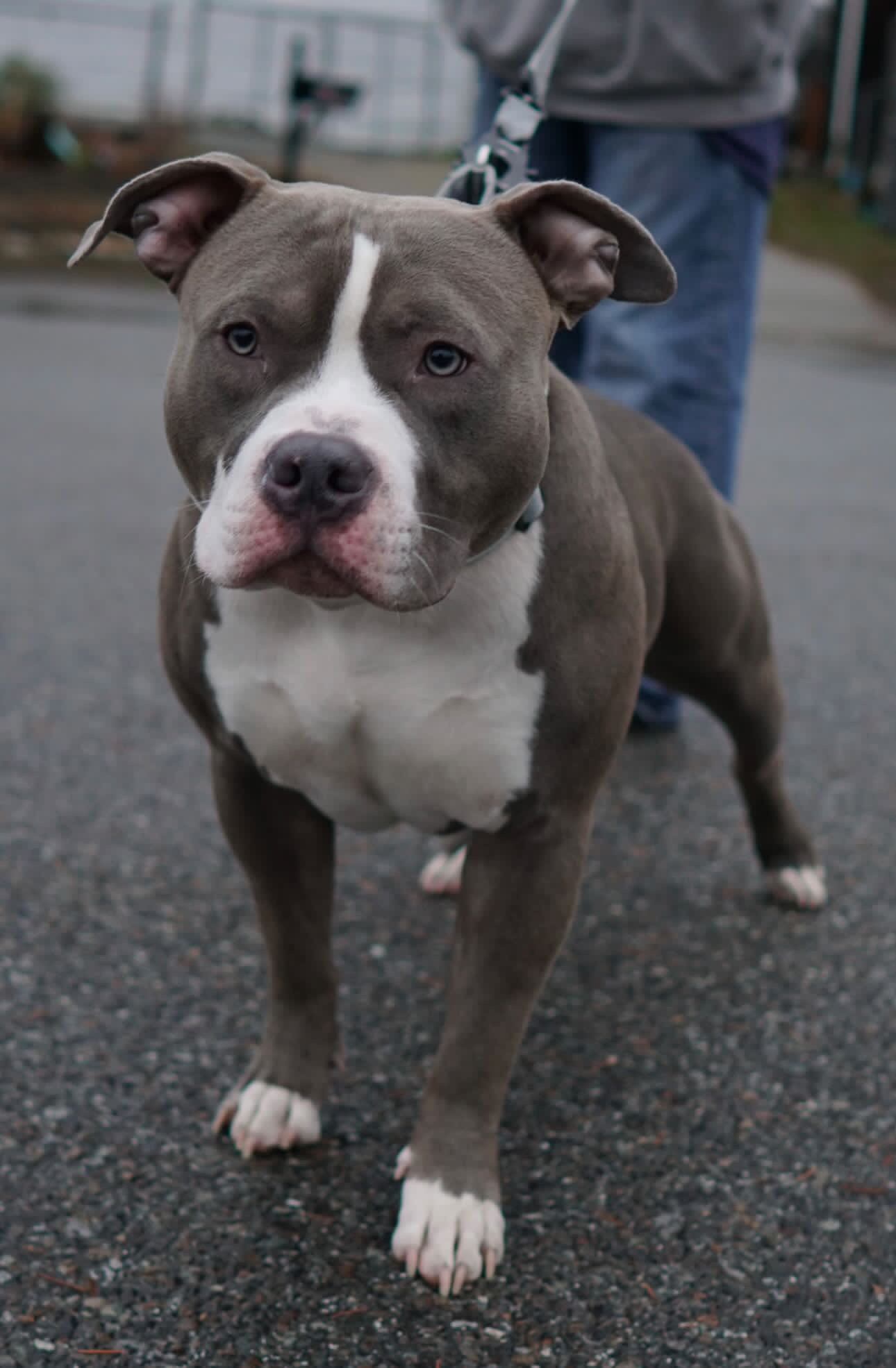 Dog Featured Image