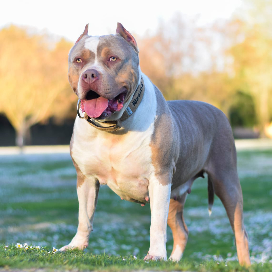 Dog Featured Image