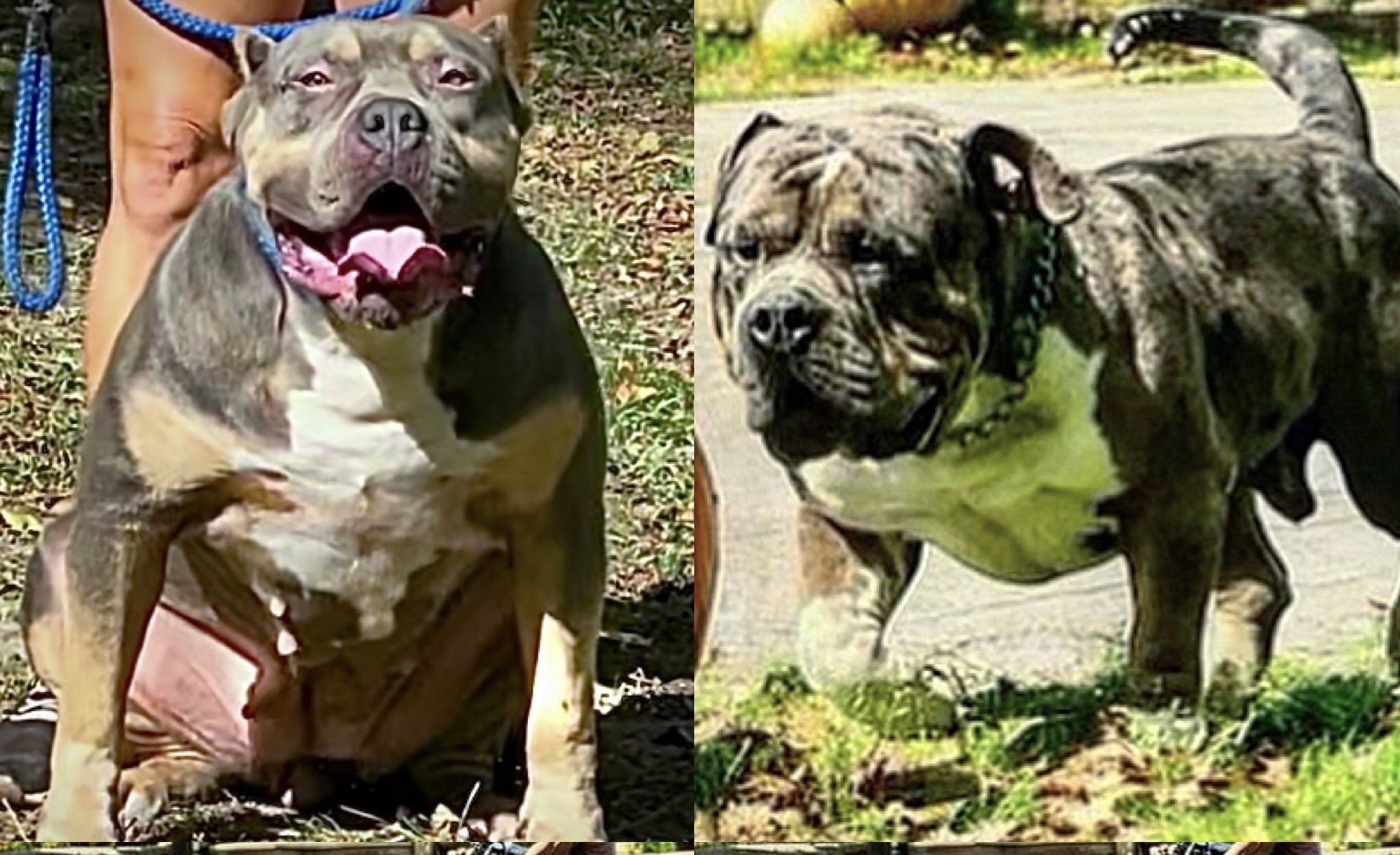 Dog Featured Image