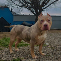 DOUBLE UP BULLY KENNELS AVA