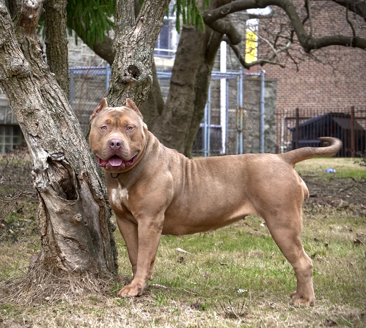 Dog Featured Image