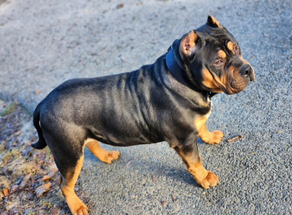 Dog Featured Image