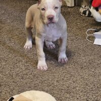 The Bully Crew’s “Apollo”