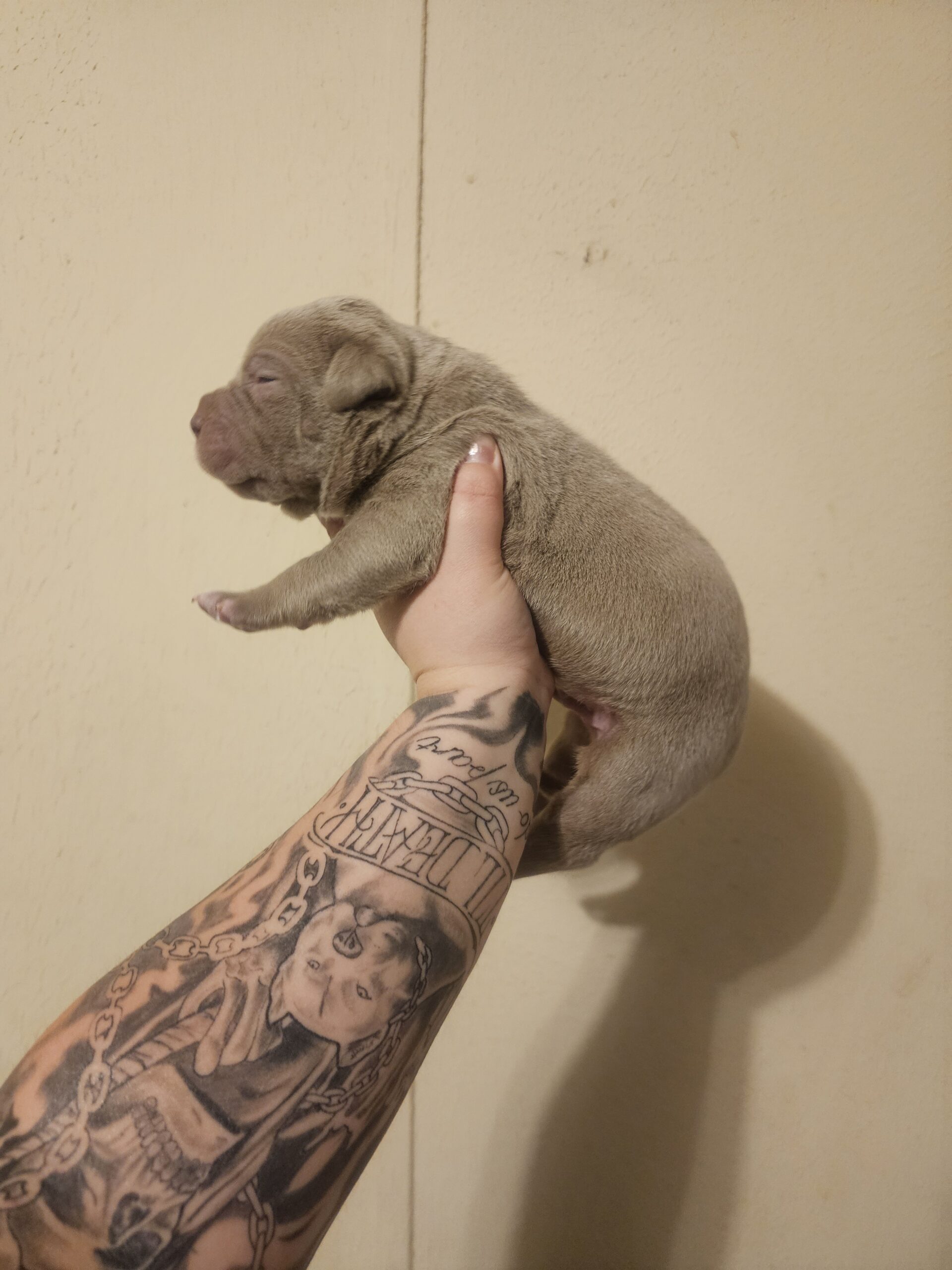 Dog Featured Image