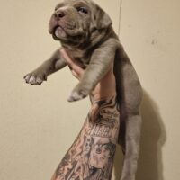 The Bully Crew’s  “Wrath”