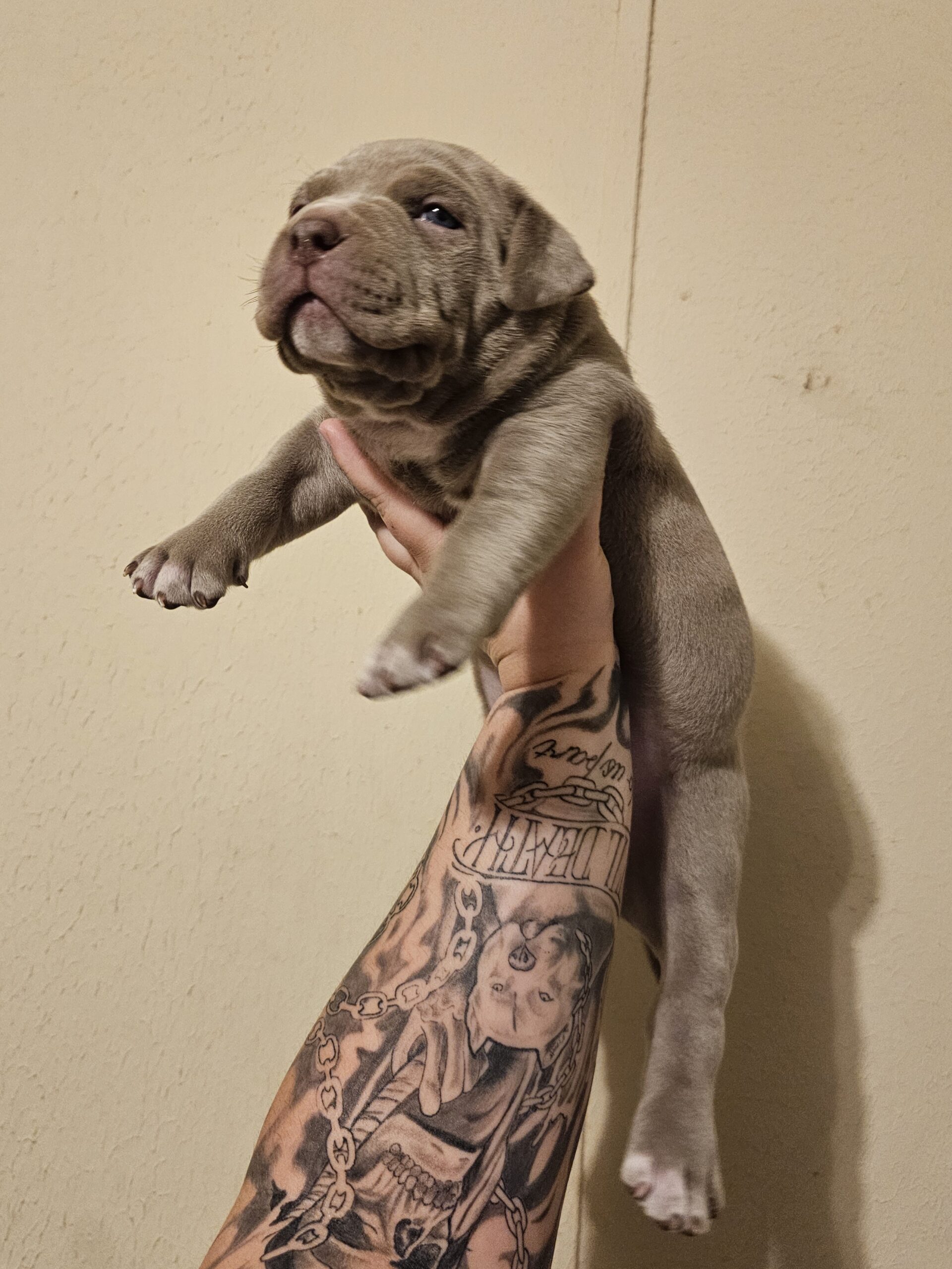 Dog Featured Image