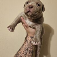 The bully crew’s “Greed”