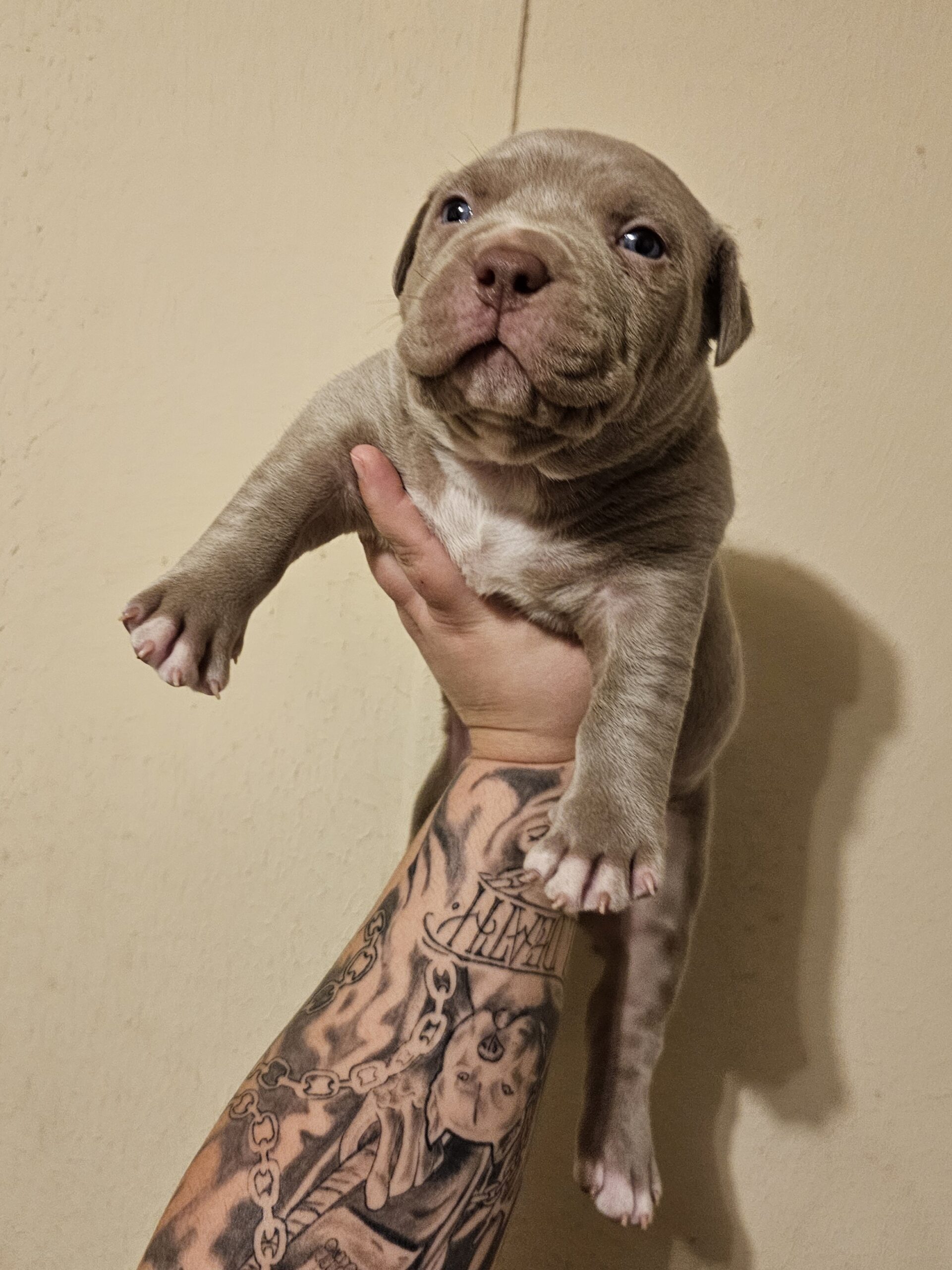 Dog Featured Image