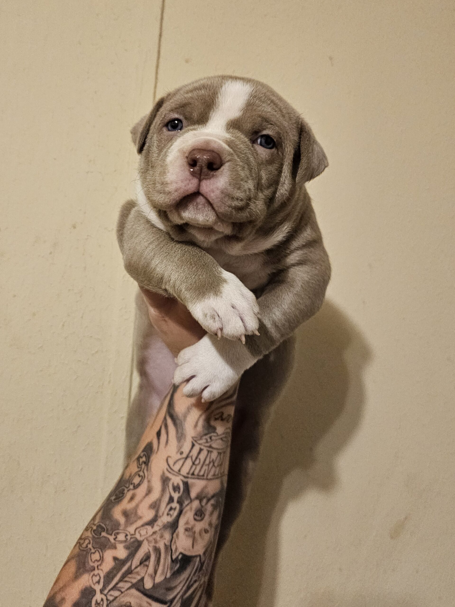 Dog Featured Image