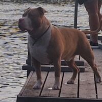 ROYALTYTOPDOGS Kato