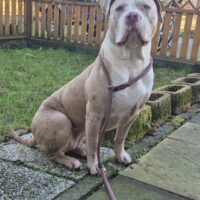 Dog Featured Image