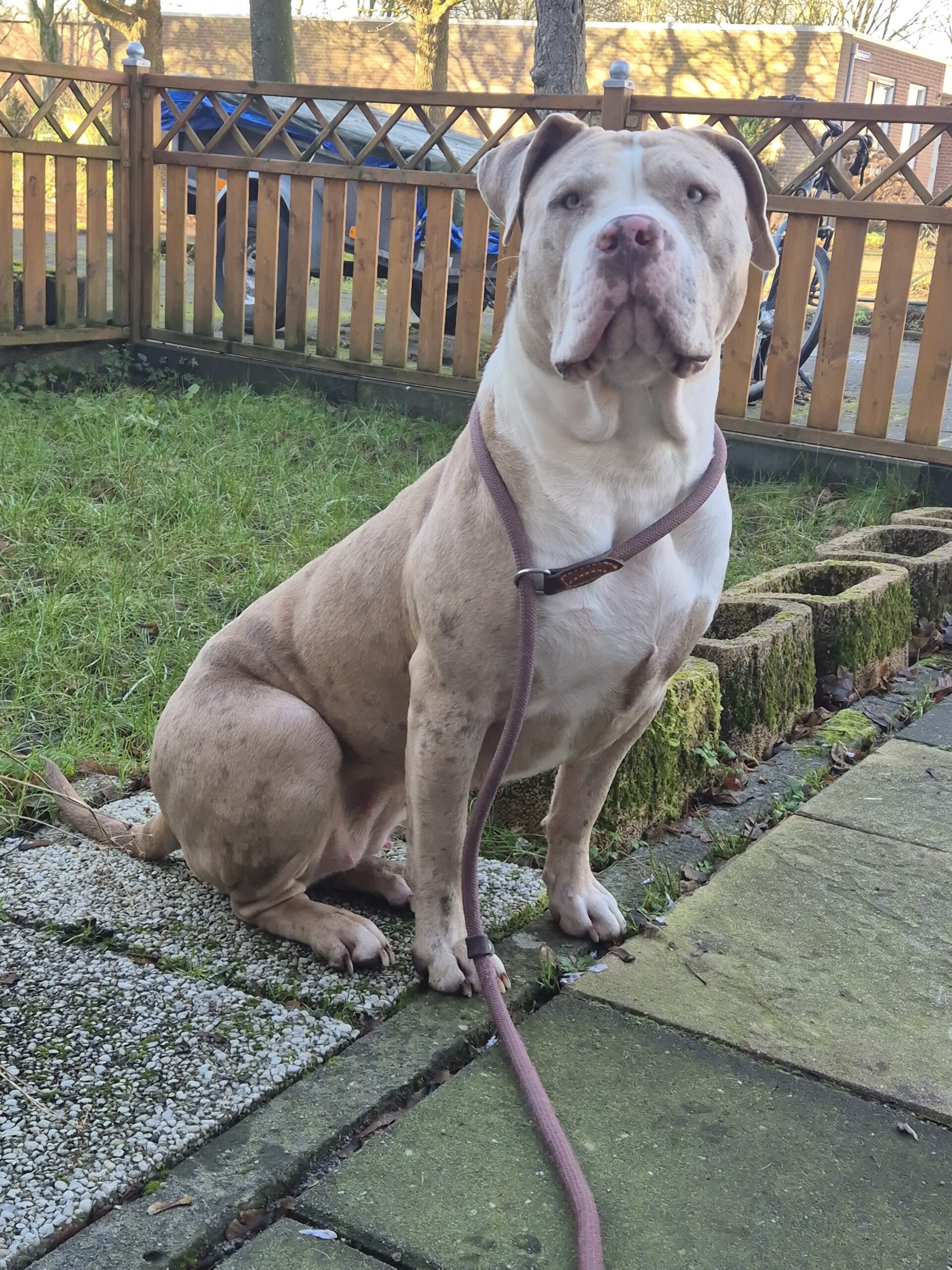 Dog Featured Image