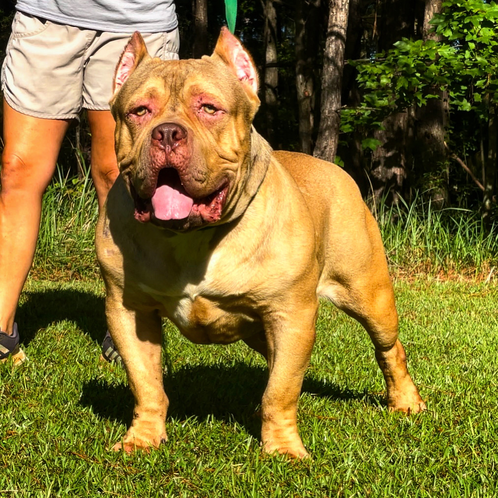 Dog Featured Image
