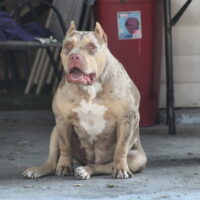Big Bank Kennel’s Nyla